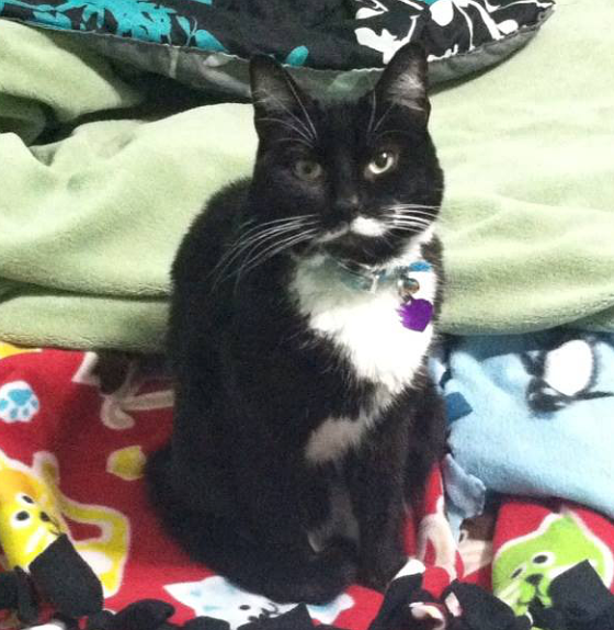 Our tuxedo kitten, Shyloh. :)